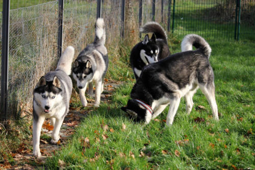 Meute mit Gasthund