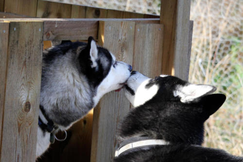 Ezri und Koda